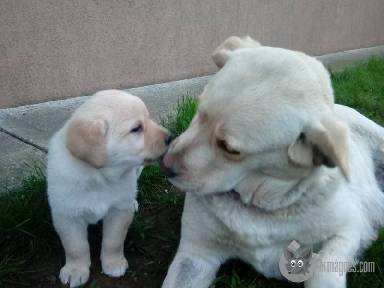 Labrador retriever kiskutya apróhirdetés képe