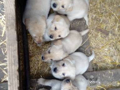 Labrador retriever kiskutya apróhirdetés képe