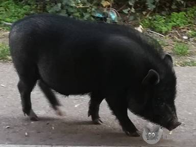 Törpe malac apróhirdetés képe