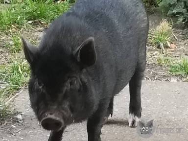 Törpe malac apróhirdetés képe