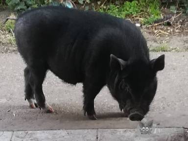 Törpe malac apróhirdetés képe