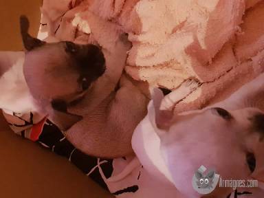 Csivava apróhirdetés feladás eladás