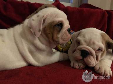 Angolbulldog apróhirdetés képe