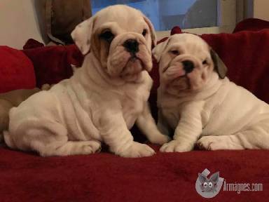 Angolbulldog apróhirdetés