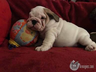 Angolbulldog apróhirdetés képe