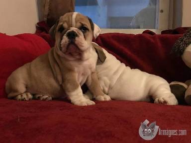 Angolbulldog apróhirdetés képe