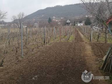 Somlo hegyen pince elado apróhirdetés képe
