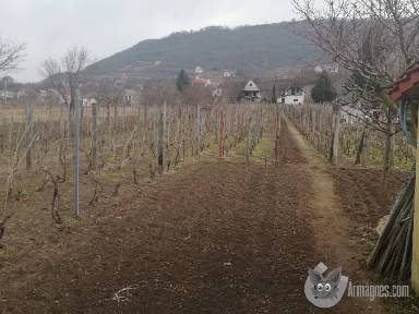 Somlo hegyen pince elado apróhirdetés képe