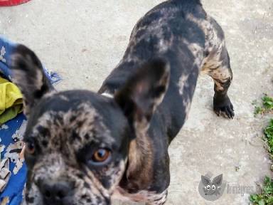 Francia bulldog apróhirdetés képe