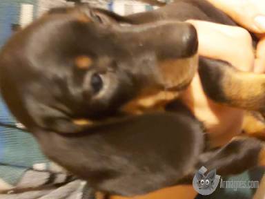  Hobbi háziállatok eladók apróhirdetés képe