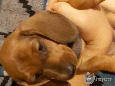  Hobbi háziállatok eladók apróhirdetés képe