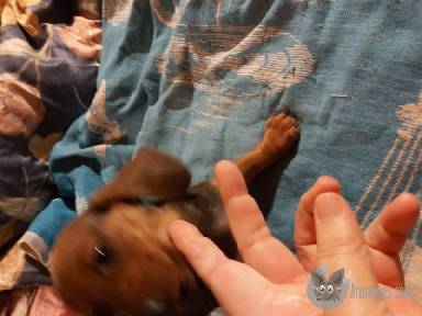  Hobbi háziállatok eladók apróhirdetés képe