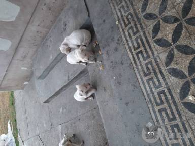 Kiskutyák apróhirdetés feladás eladás