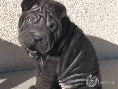 Kutya eladó apróhirdetés képe