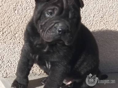 Kutya eladó apróhirdetés feladás eladás