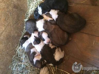 Háziállat kutya apróhirdetés