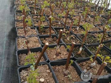 Diófaiskola apróhirdetés képe