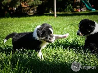 Border Collie kölyökkutyák örökbefogadásra apróhirdetés feladás eladás