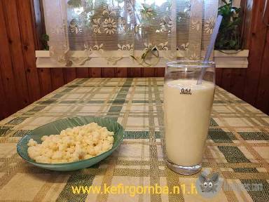 Garantált Prémium minőségű Tibeti kefirgomba eladó! apróhirdetés feladás eladás