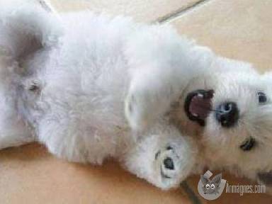 Westi kiskutyák apróhirdetés feladás eladás