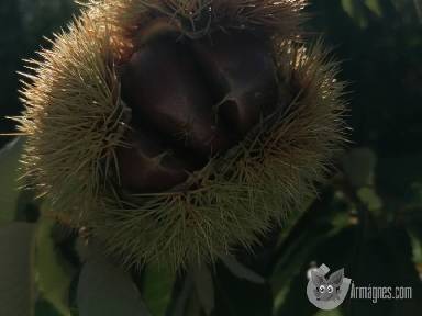 Szelid gesztenye csemete apróhirdetés képe