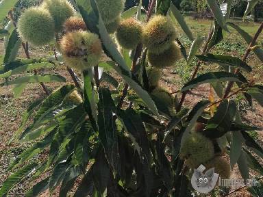 Szelid gesztenye csemete apróhirdetés képe