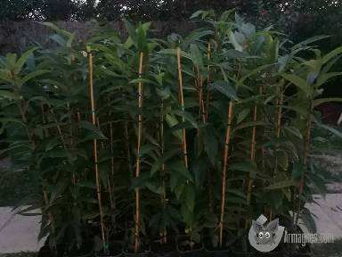 Szelid gesztenye csemete apróhirdetés képe