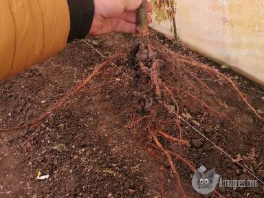 Szelid gesztenye csemete apróhirdetés képe